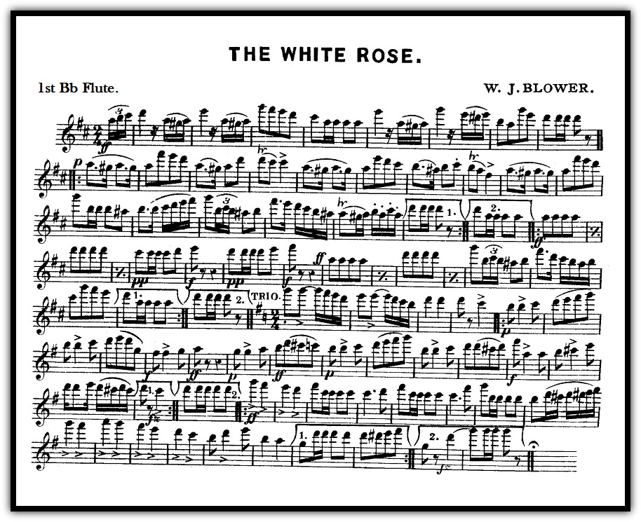 the-white-rose